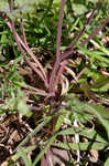 Smallflower fumewort